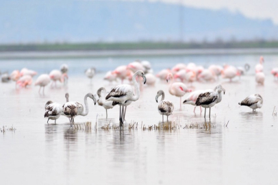 Keşan Kent Konseyi’nden Gala Gölü çağrısı: Doğanın kalbine türbin dikilmesin!