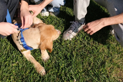 “Pati İzi” sokak hayvanlarına umut oluyor
