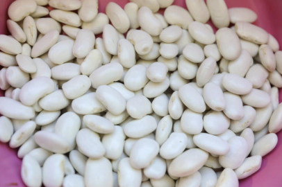 Mersin’de Leklek Fasulyesi yeniden hayat buluyor