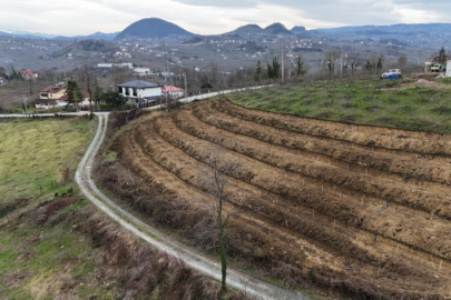 Ordu’da fındıkta verim artışı için yeni uygulama