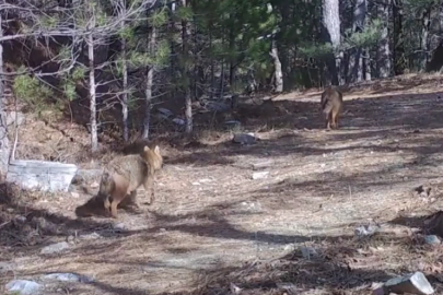 Ormanda altın çakallar fotokapana yansıdı