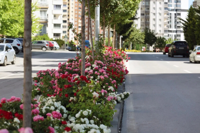 Kayseri Talas'ta çiçek yılında sahne güllerin